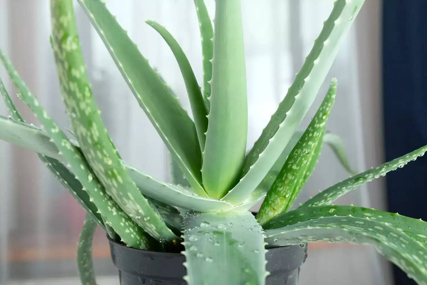 entretenir un Aloe Vera en pot