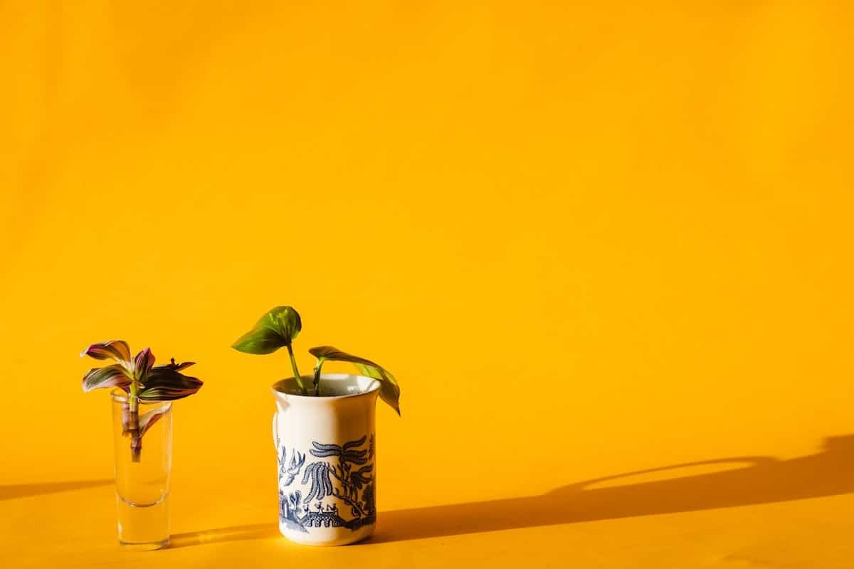 ombre plantes