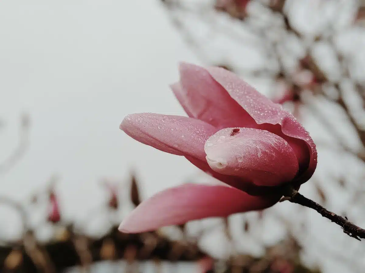 arrosage magnolia