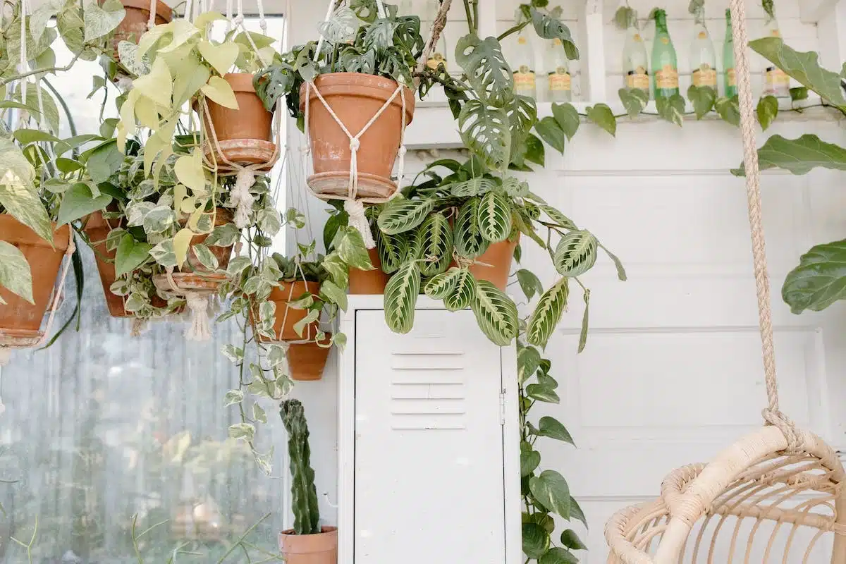 décoration  plantes