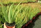 entretenir un Aloe Vera en pot