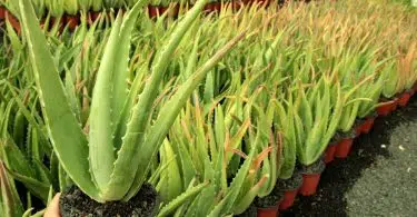 entretenir un Aloe Vera en pot