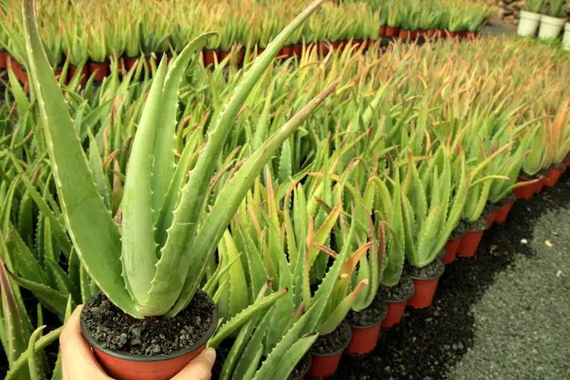 entretenir un Aloe Vera en pot