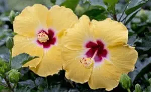 faire fleurir un hibiscus 