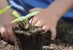 Pourquoi accueillir la larve de cétoine dans son potager ?