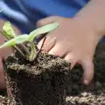 Pourquoi accueillir la larve de cétoine dans son potager ?