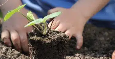 Pourquoi accueillir la larve de cétoine dans son potager ?