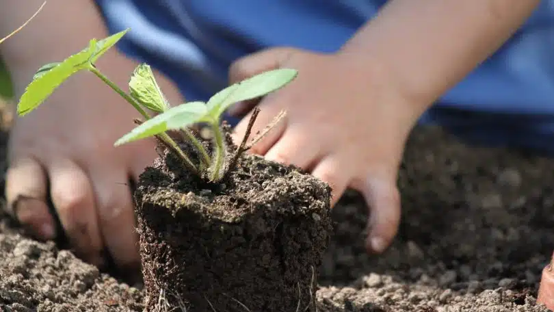 Pourquoi accueillir la larve de cétoine dans son potager ?